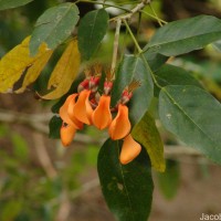 Erythrina fusca Lour.